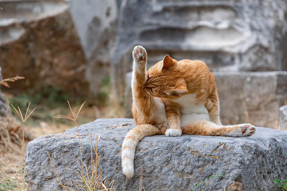 Kattentrimster in Zemst.